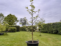 Liquidambar styraciflua (amber boom) - afbeelding 1 van  2