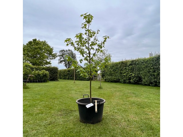 Liquidambar styraciflua (amber boom) - afbeelding 1 van  2