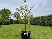 Liquidambar styraciflua (amber boom) - afbeelding 1 van  2