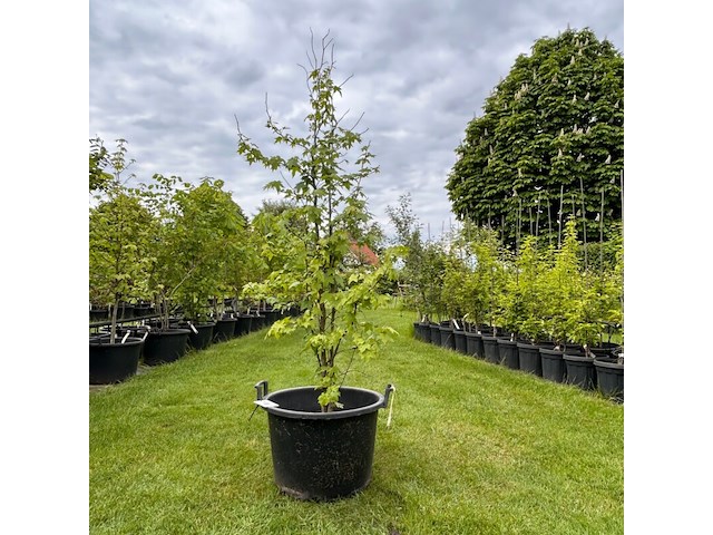 Liquidambar styraciflua (amber boom) - afbeelding 1 van  2