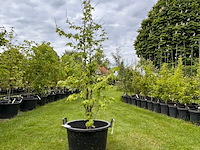 Liquidambar styraciflua (amber boom) - afbeelding 1 van  2