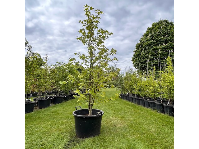 Liquidambar styraciflua (amber boom) - afbeelding 1 van  2