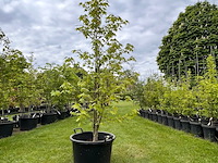 Liquidambar styraciflua (amber boom) - afbeelding 1 van  2