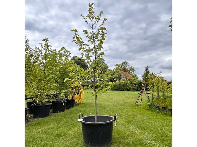 Liquidambar styraciflua (amber boom) - afbeelding 1 van  2