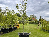 Liquidambar styraciflua (amber boom) - afbeelding 1 van  2
