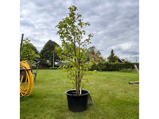 Liquidambar styraciflua (amber boom) - afbeelding 1 van  2