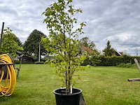 Liquidambar styraciflua (amber boom) - afbeelding 1 van  2