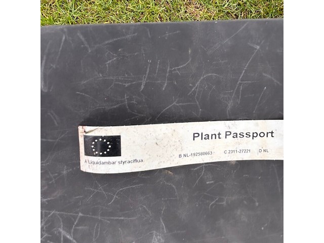 Liquidambar styraciflua (amber boom) - afbeelding 2 van  2