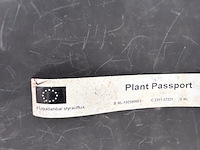 Liquidambar styraciflua (amber boom) - afbeelding 2 van  2