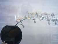 Litho kris coppieters "white is beautiful" - afbeelding 2 van  5