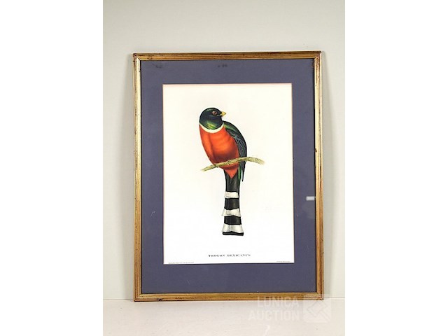 Lithografie "trogan mexicanus" - afbeelding 1 van  5