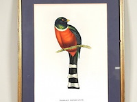 Lithografie "trogan mexicanus" - afbeelding 1 van  5