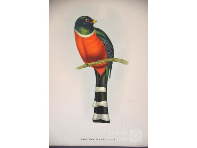 Lithografie "trogan mexicanus" - afbeelding 2 van  5