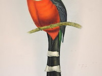 Lithografie "trogan mexicanus" - afbeelding 2 van  5