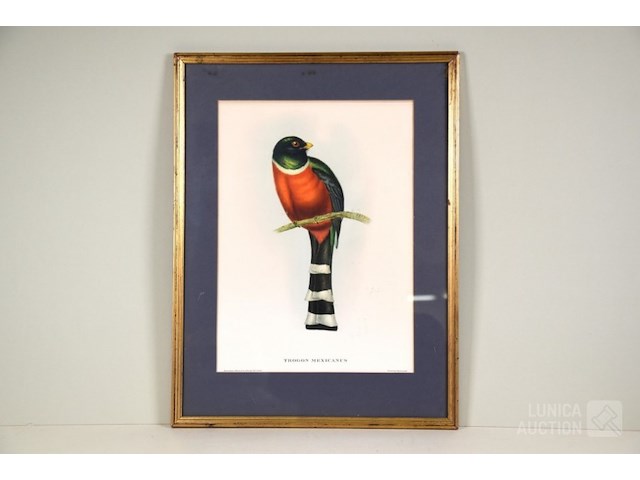Lithografie "trogan mexicanus" - afbeelding 3 van  5