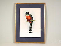 Lithografie "trogan mexicanus" - afbeelding 3 van  5