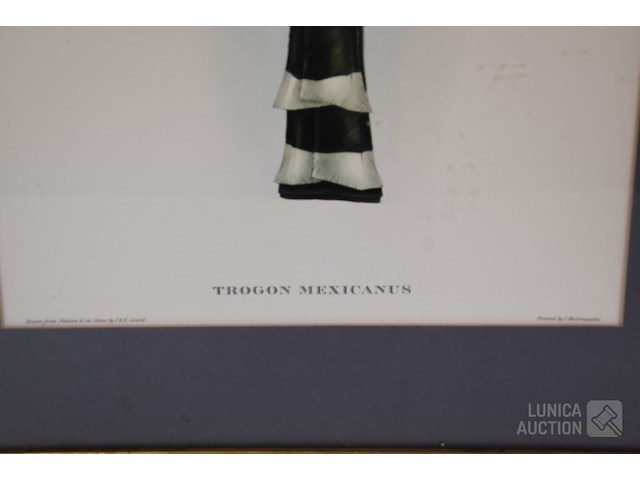 Lithografie "trogan mexicanus" - afbeelding 4 van  5