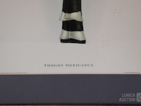 Lithografie "trogan mexicanus" - afbeelding 4 van  5