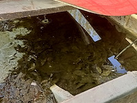 (locatie heeg) 2x bootje - afbeelding 8 van  9