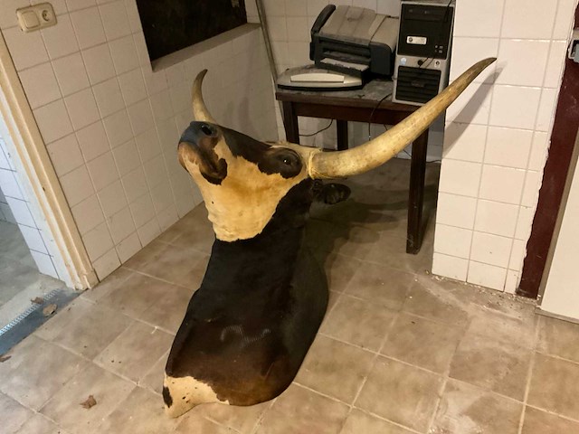 Longhorn kop - afbeelding 1 van  6