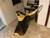 Longhorn kop - afbeelding 1 van  6