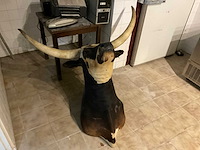 Longhorn kop - afbeelding 2 van  6
