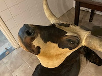 Longhorn kop - afbeelding 3 van  6