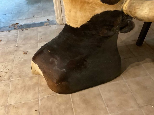 Longhorn kop - afbeelding 4 van  6