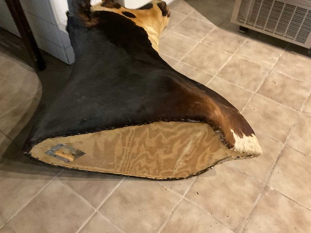 Longhorn kop - afbeelding 6 van  6