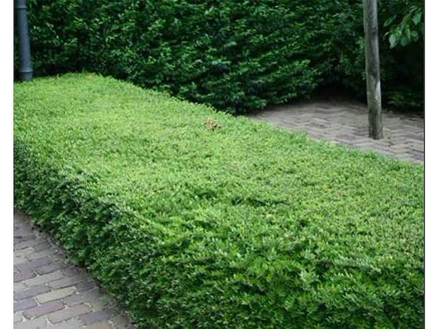 Lonicera nitida "maigruen" - planten met pot (120x) - afbeelding 1 van  2