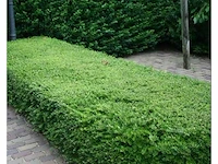 Lonicera nitida "maigruen" - planten met pot (120x)
