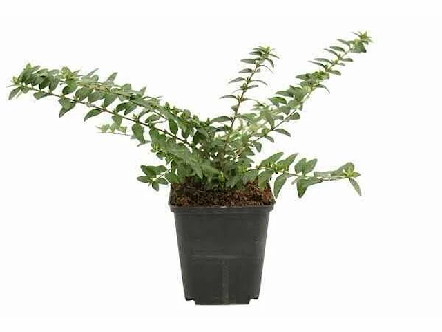Lonicera nitida "maigruen" - planten met pot (48x) - afbeelding 2 van  2