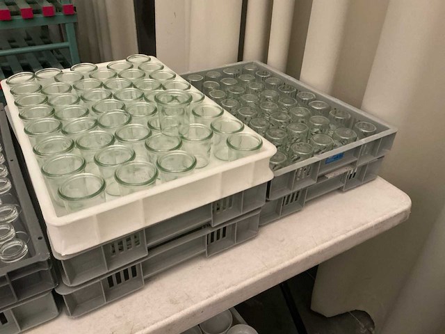 Lot hapjes glazen (200x) - afbeelding 1 van  3