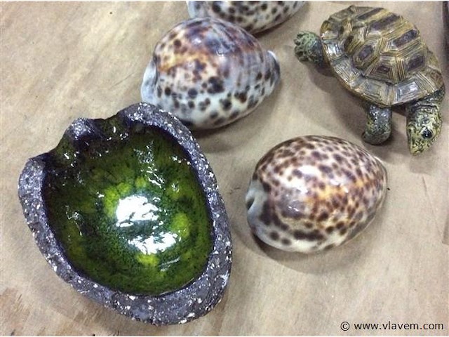 Lot oa schildpad - afbeelding 3 van  3