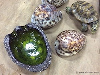 Lot oa schildpad - afbeelding 3 van  3