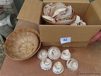 Lot schelpen in doos - afbeelding 1 van  3