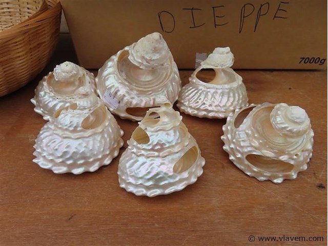 Lot schelpen in doos - afbeelding 2 van  3