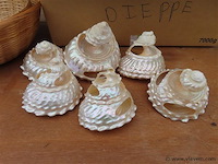 Lot schelpen in doos - afbeelding 2 van  3