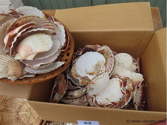 Lot schelpen in doos - afbeelding 3 van  3