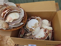 Lot schelpen in doos - afbeelding 3 van  3