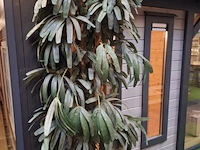 Lugarde pro-systeem tuinhuis - 530x396cm - afbeelding 12 van  18