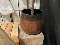 Magnolia kunstkamerplant met zuilen - afbeelding 4 van  9