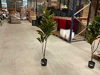Magnolia plant kunstkamerplant (4x) - afbeelding 3 van  6