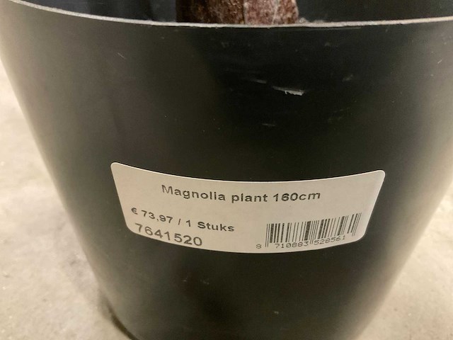 Magnolia plant kunstkamerplant (4x) - afbeelding 4 van  6