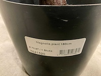 Magnolia plant kunstkamerplant (4x) - afbeelding 4 van  6