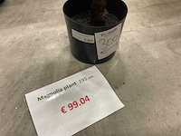 Magnolia plant kunstkamerplant (4x) - afbeelding 5 van  6