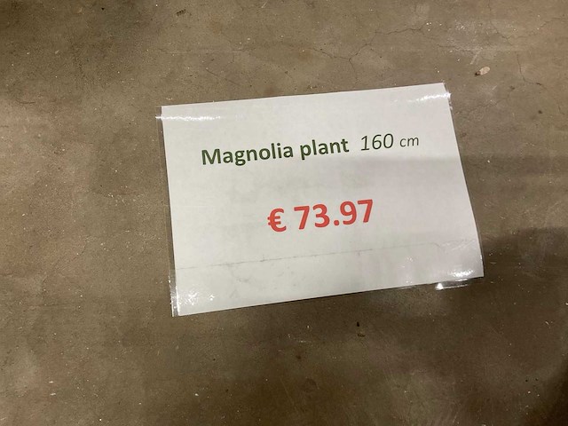 Magnolia plant kunstkamerplant (4x) - afbeelding 6 van  6