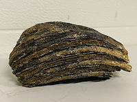 Mammoetkies (wolharige) - afbeelding 1 van  4