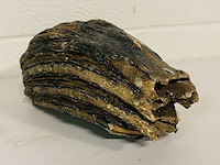 Mammoetkies (wolharige) - afbeelding 2 van  4