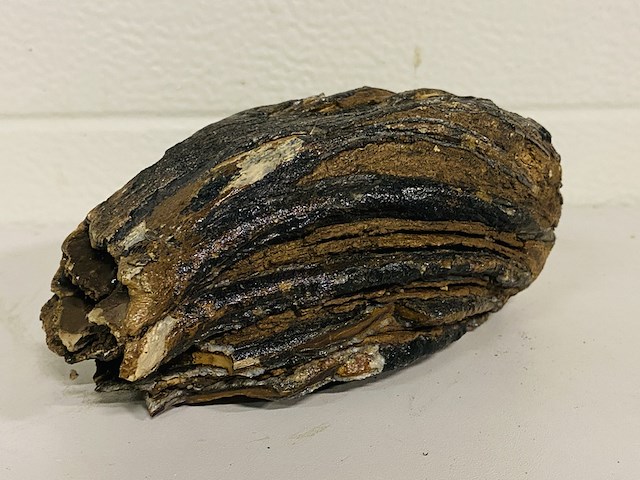 Mammoetkies (wolharige) - afbeelding 3 van  4